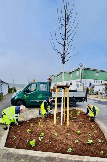 Drei DLB-Kollegen (2 Männer eine Frau) bepfalnzen ein neu angelegtes Beet. In der Mitte steht ein frisch gepflanzter Jungbaum.