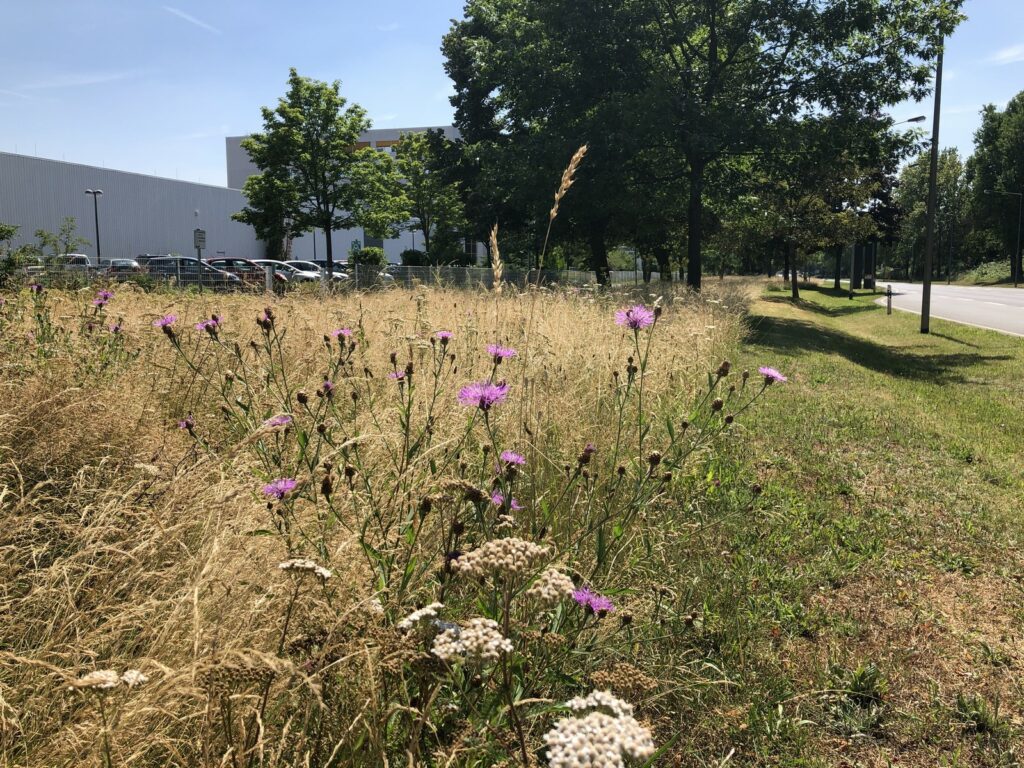 Grünstreifen am Rand der Offenbacher Straße. Die rechte Seite ist gemäht und auf der linken Seite steht das Gras kniehoch. Im Vordergrund blühen weiße und violette Blumen.