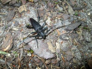 der Heldbock - ein schwarzer Käfer