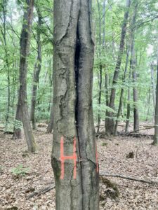 Waldhabitatbaum - zu sehen ist eine Nahaufnahme eines stehenden Baumes im Wald. Der Bildausschnitt zeigt den Stamm, der mit einem roten "H" gekennzeichnet ist.