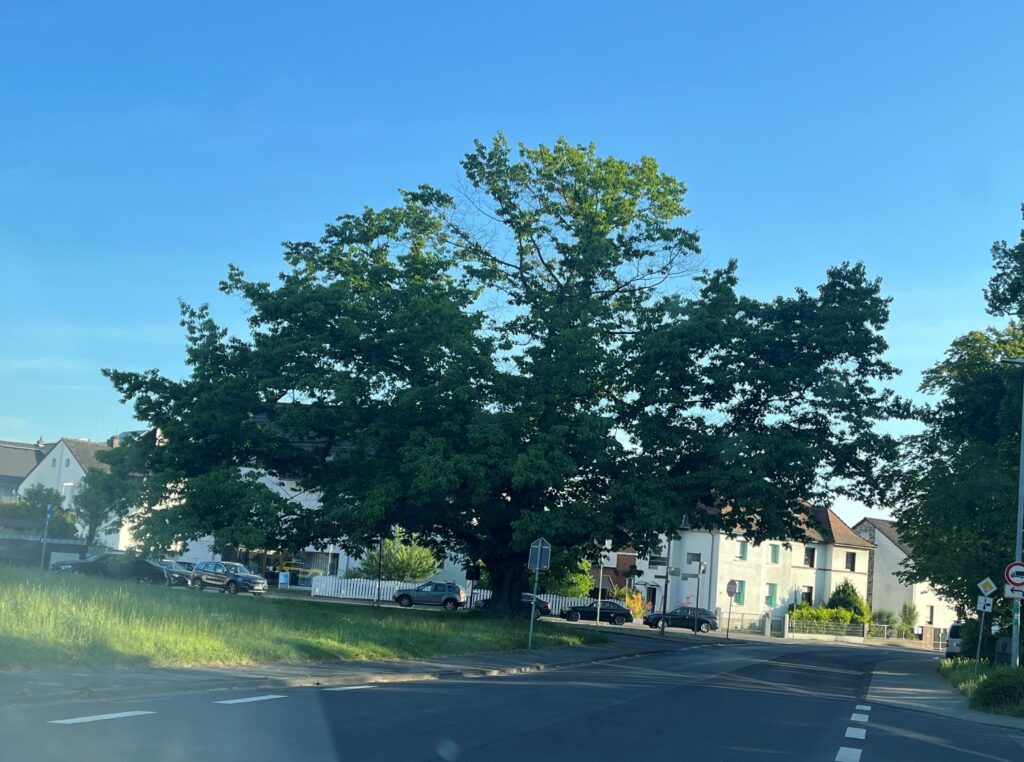 Imposanter großer Baum mit sehr breiter Krone.